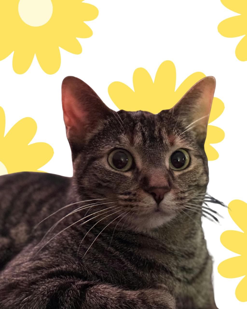 Zelda - Domestic Short Hair cat available for adoption at Ontario SPCA (Central Ontario) in Toronto
