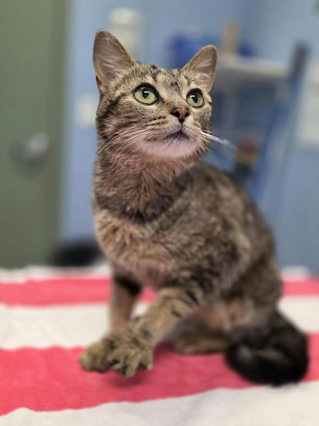 Trixie - Domestic Short Hair cat available for adoption at Ontario SPCA (Toronto Area) in Toronto