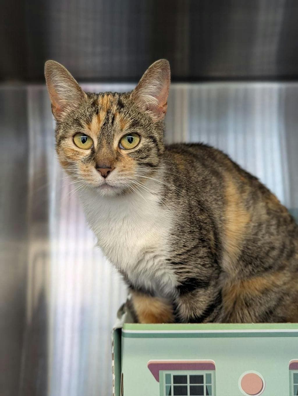 Bellamy - Domestic Short Hair cat available for adoption at Ontario SPCA (Ottawa Area) in Ottawa