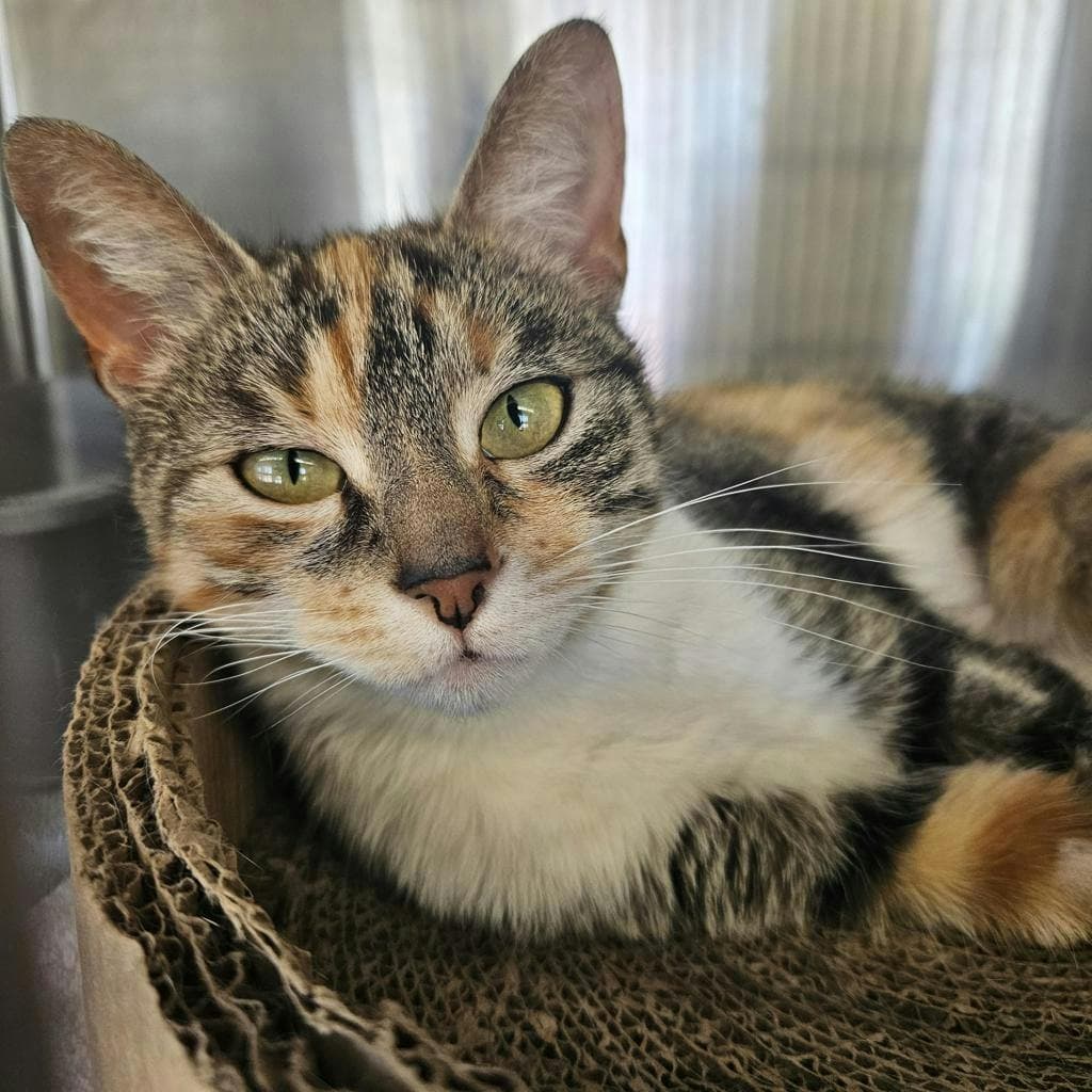 Bellamy - Domestic Short Hair available for adoption