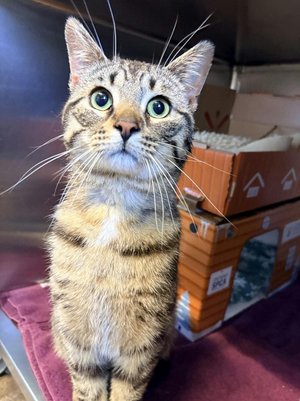 Rocky - Domestic Short Hair cat available for adoption at Ontario SPCA (Ottawa Area) in Ottawa