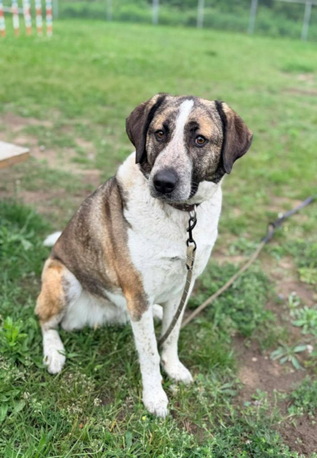 Dixie - Saint Bernard available for adoption