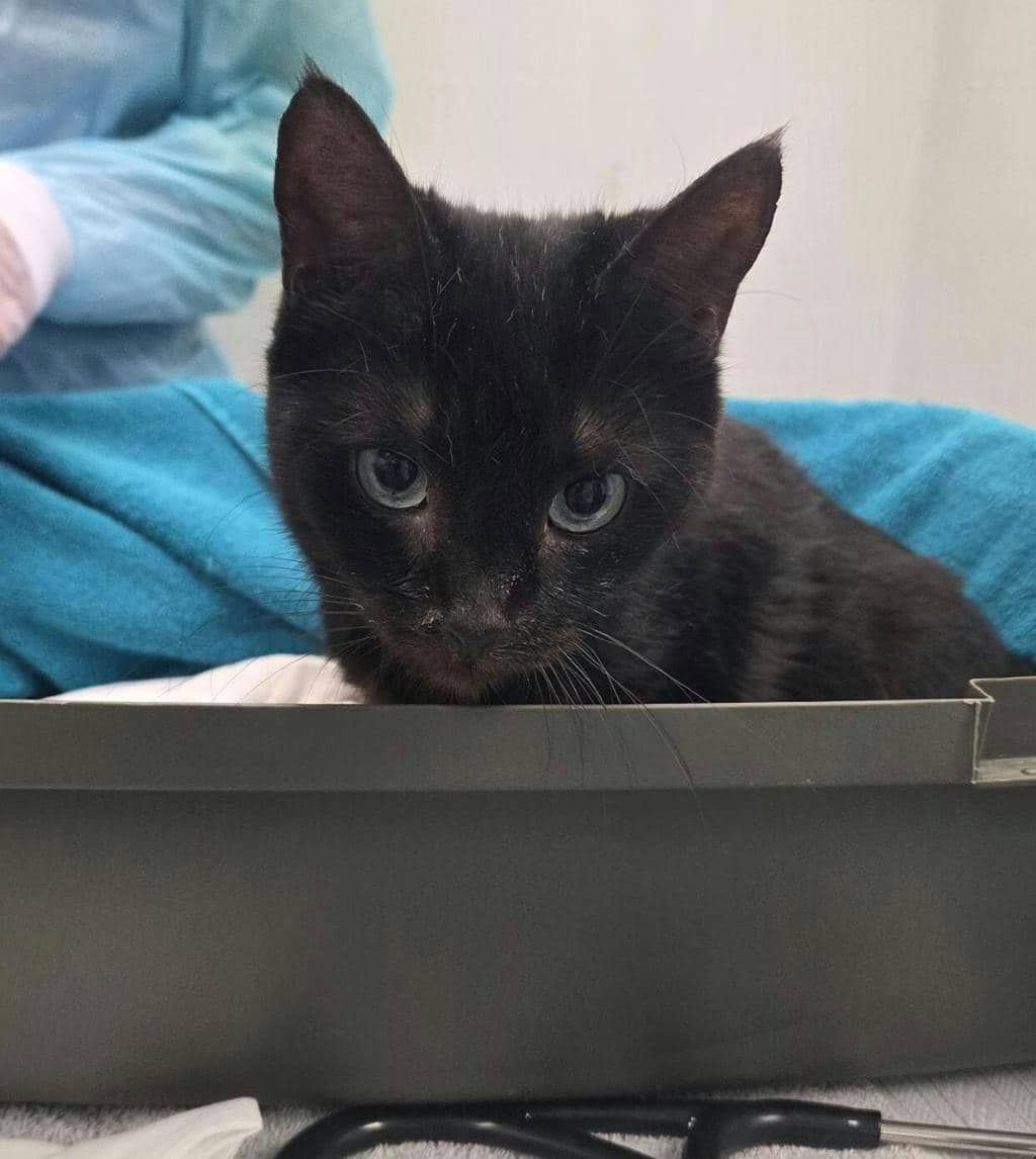Wasp - Domestic Short Hair cat available for adoption at Ontario SPCA (Central Ontario) in Bracebridge