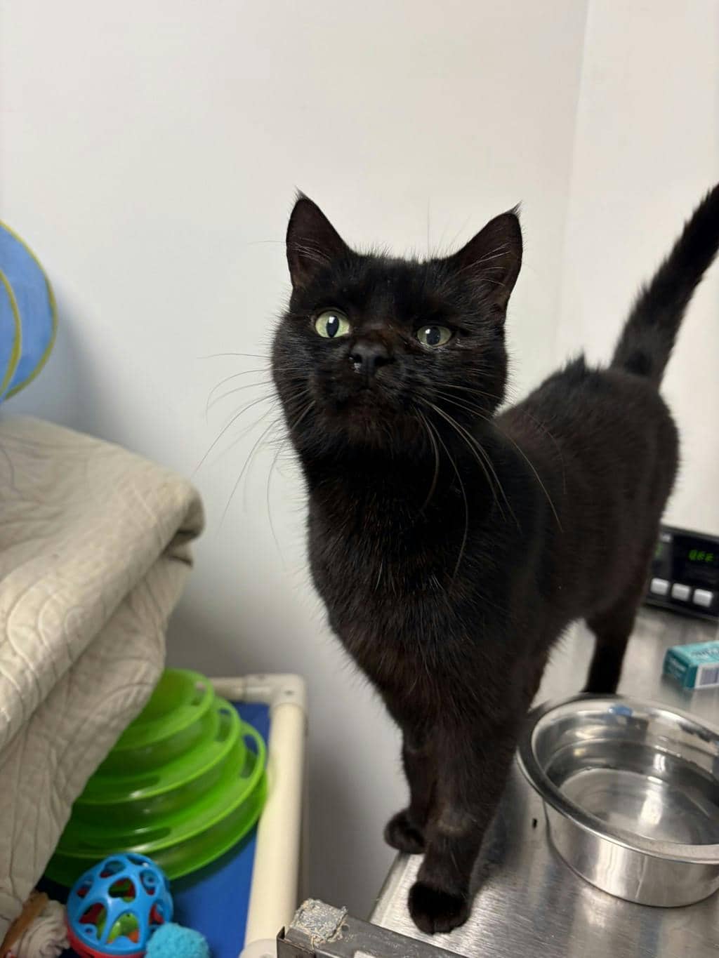 Weevil - Domestic Short Hair available for adoption