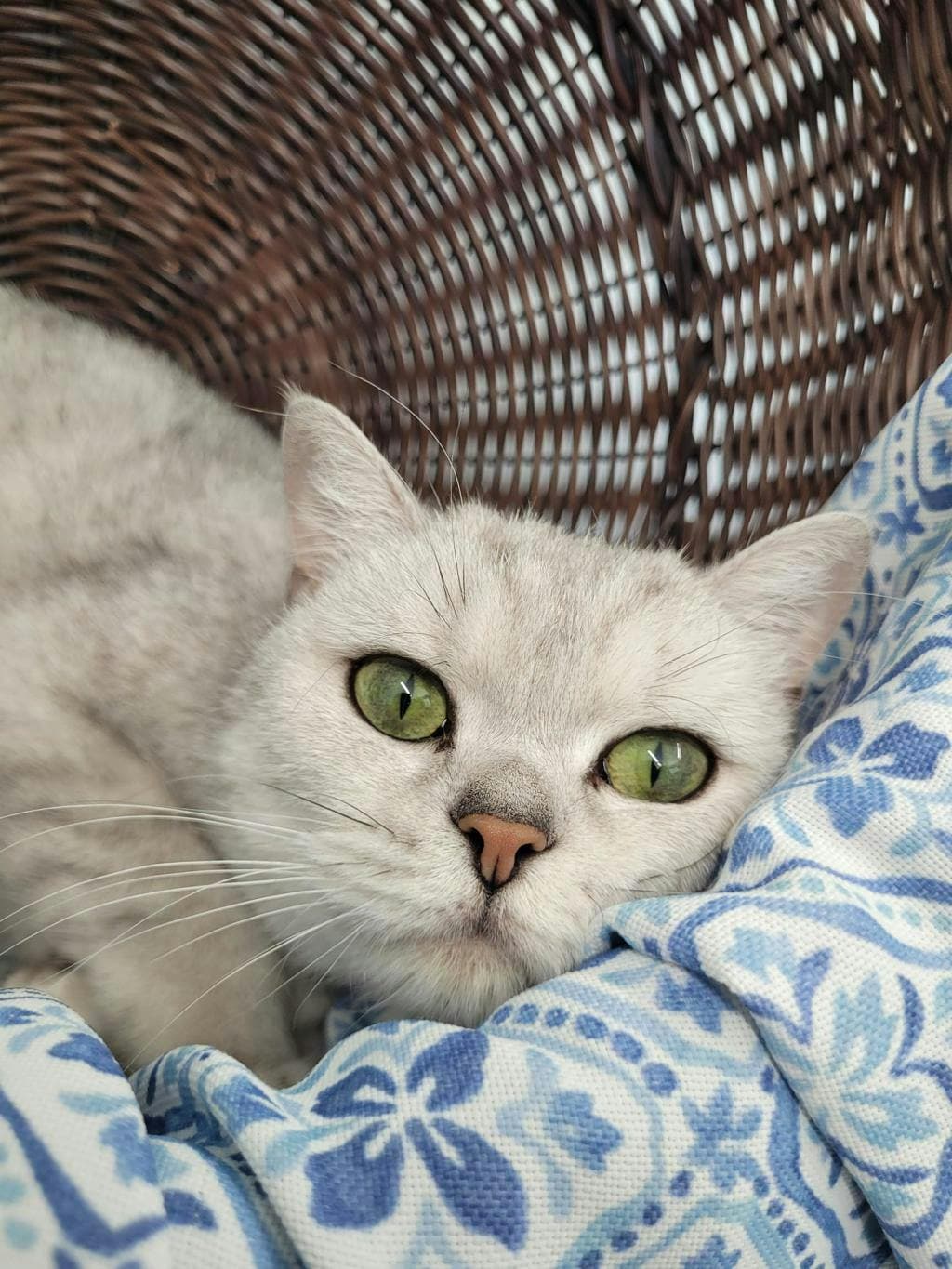 Lady Agatha Danbury - British Shorthair cat available for adoption at Ontario SPCA (Central Ontario) in Toronto