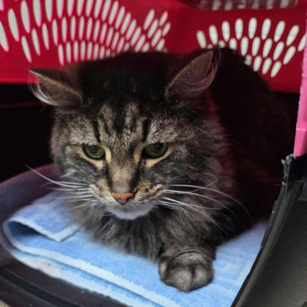 Humphrey Bogart - Domestic Medium Hair cat available for adoption in Calgary
