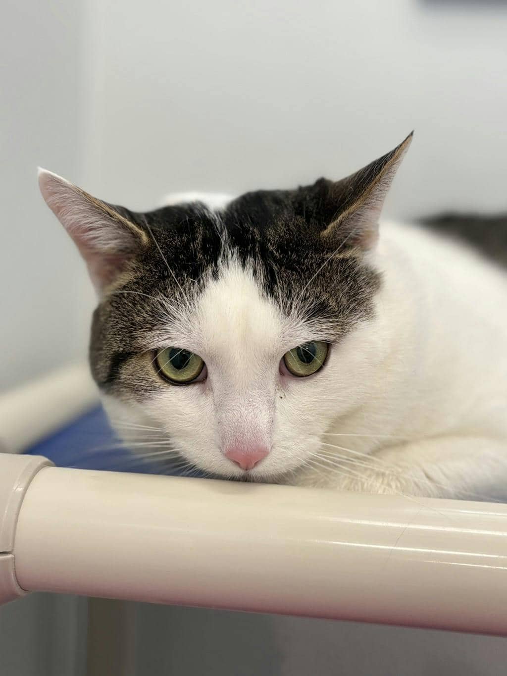 Max (working Cat) - Domestic Short Hair cat available for adoption at Ontario SPCA (Ottawa Area) in Ottawa