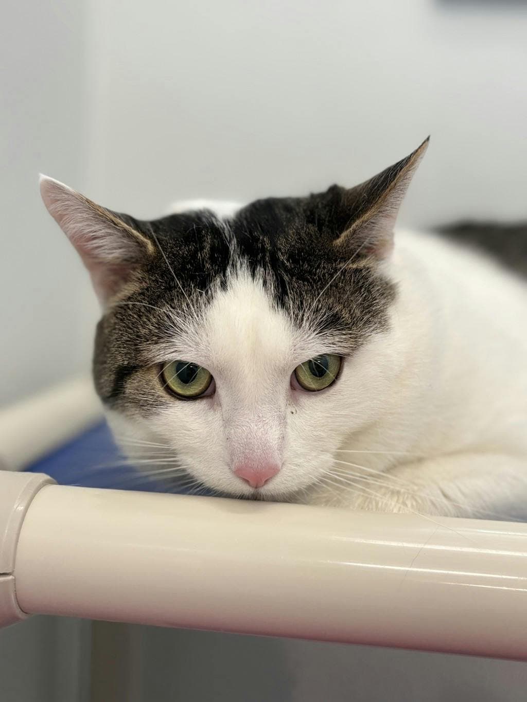 Max - Domestic Short Hair cat available for adoption at Ontario SPCA (Ottawa Area) in Ottawa