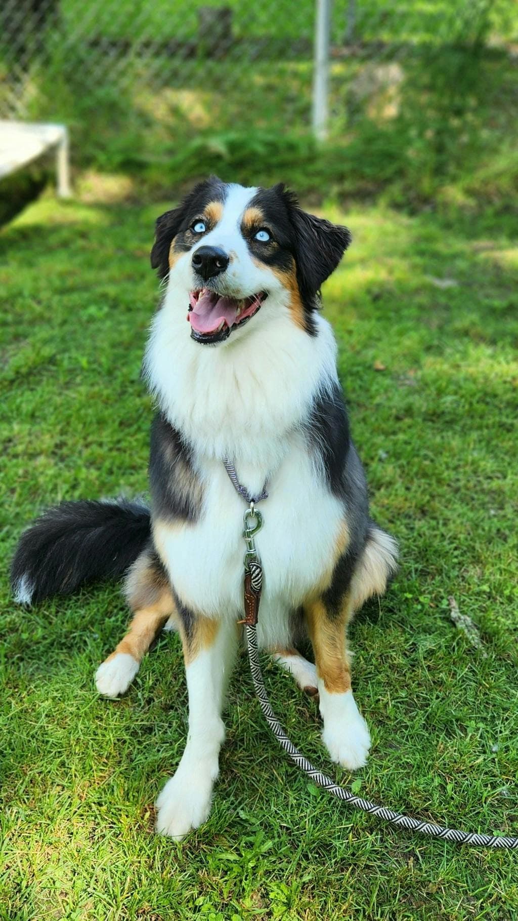Maggie - Australian Shepherd available for adoption