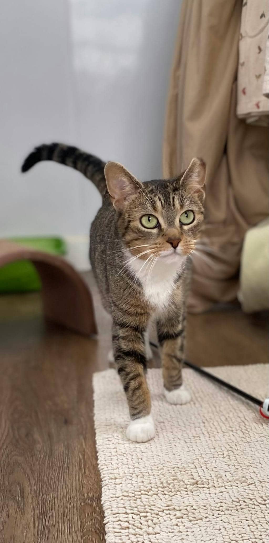 Buttons - Domestic Short Hair cat available for adoption at Ontario SPCA (Central Ontario) in Orillia