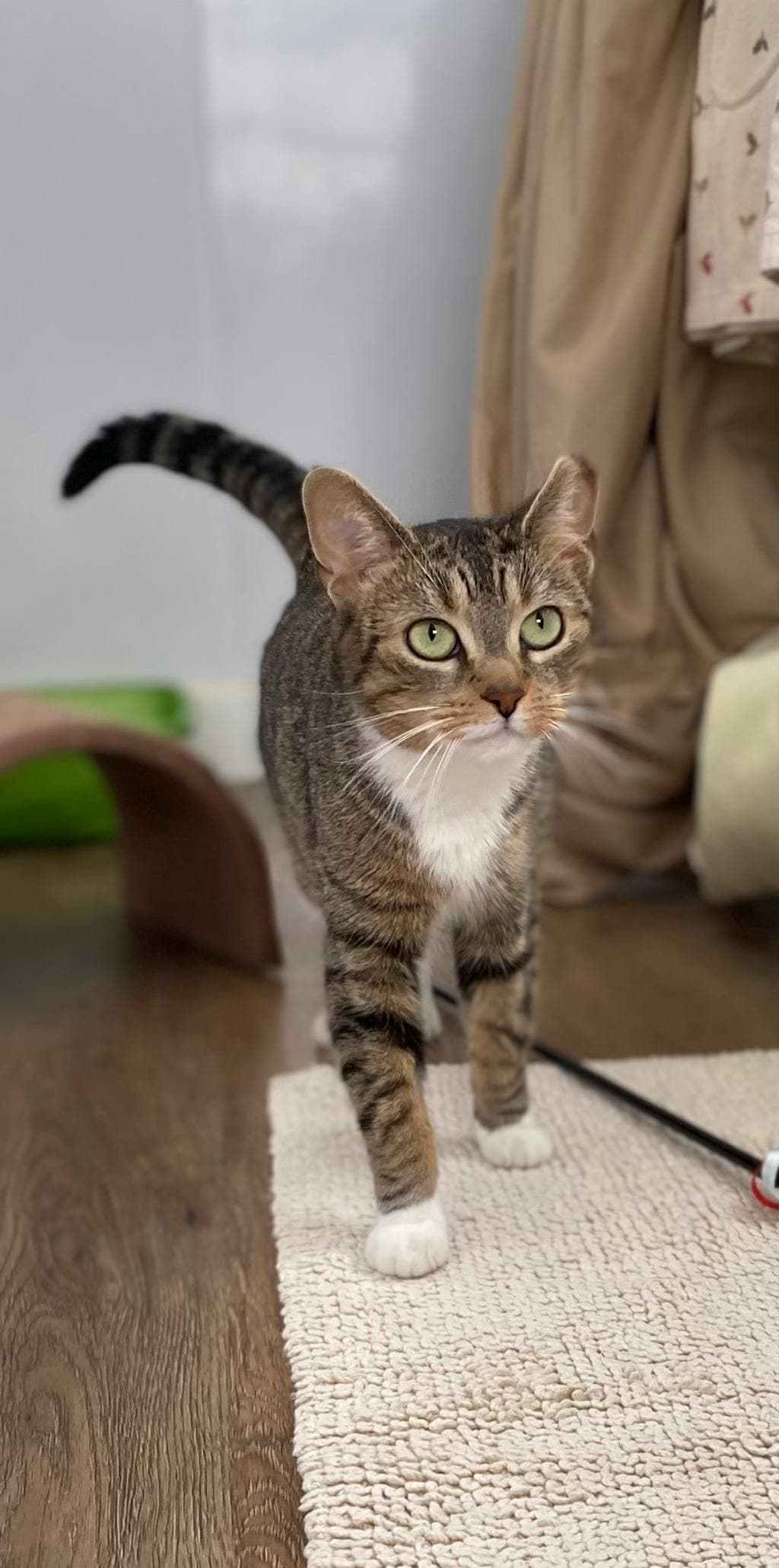 Buttons - Domestic Short Hair cat available for adoption at Ontario SPCA (Central Ontario) in Toronto