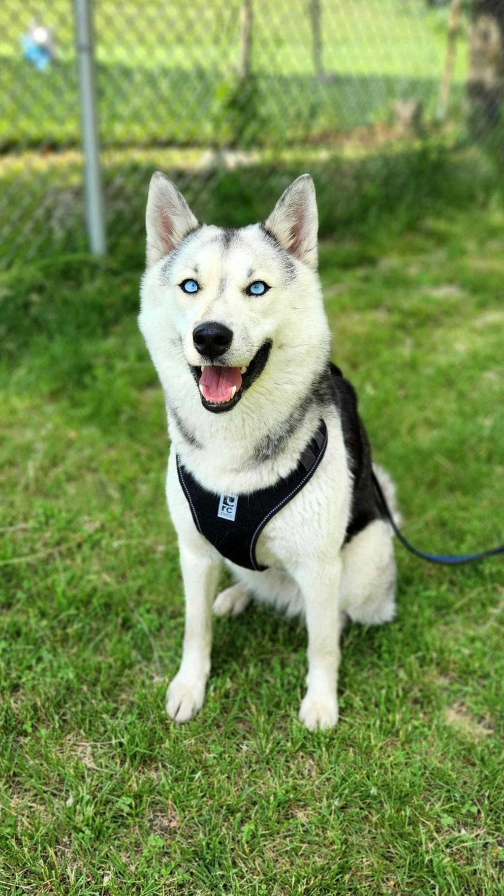 Kaiya - Husky Mixed available for adoption at Ontario SPCA & Humane Society in Cornwall