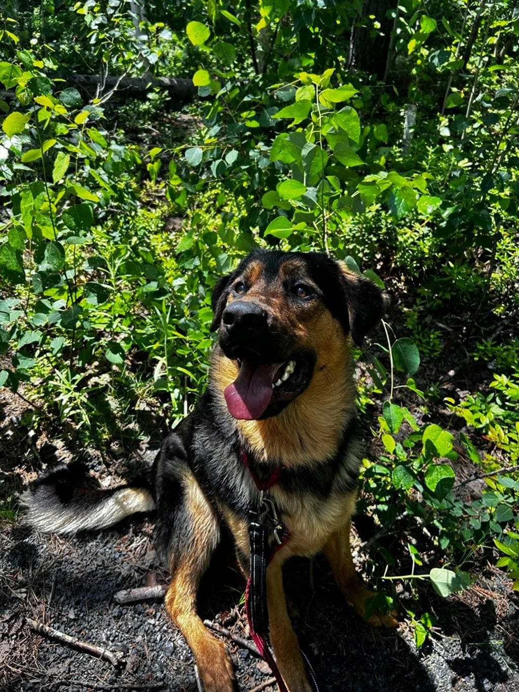 Brigade - German Shepherd available for adoption