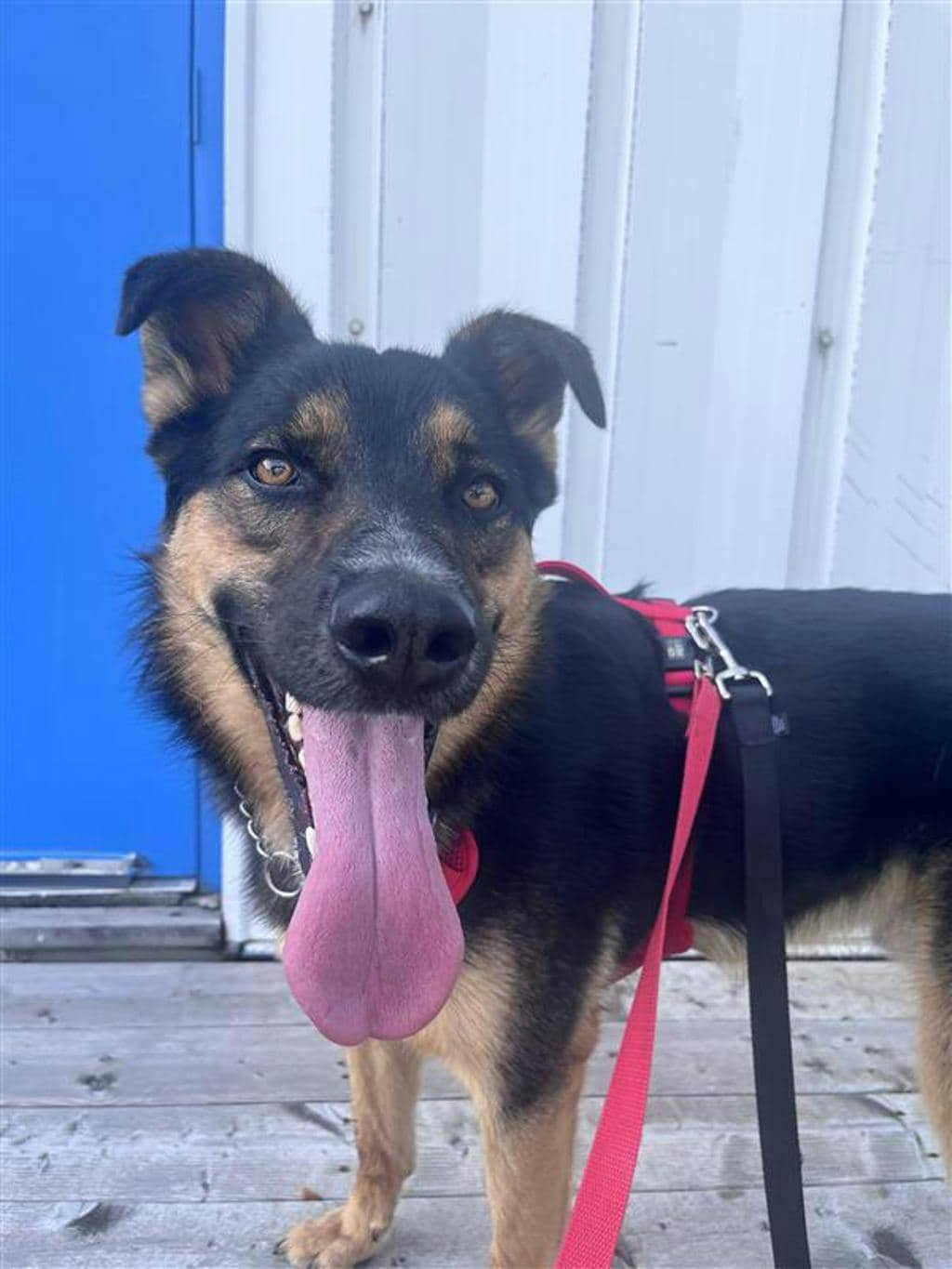 Bourbon - German Shepherd available for adoption