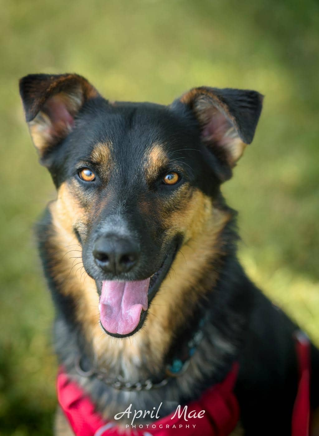 Bourbon - German Shepherd available for adoption in Ontario