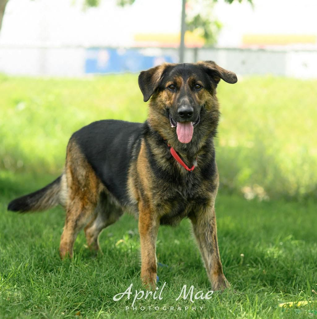 Gabriel - Shepherd available for adoption