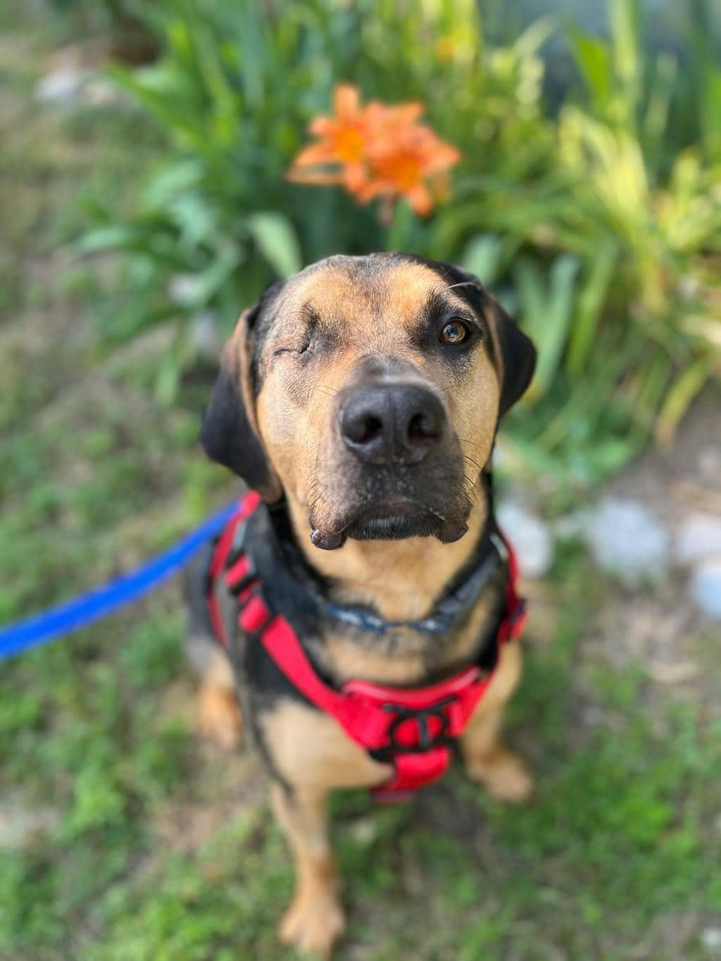 Henry - Catahoula Leopard dog available for adoption