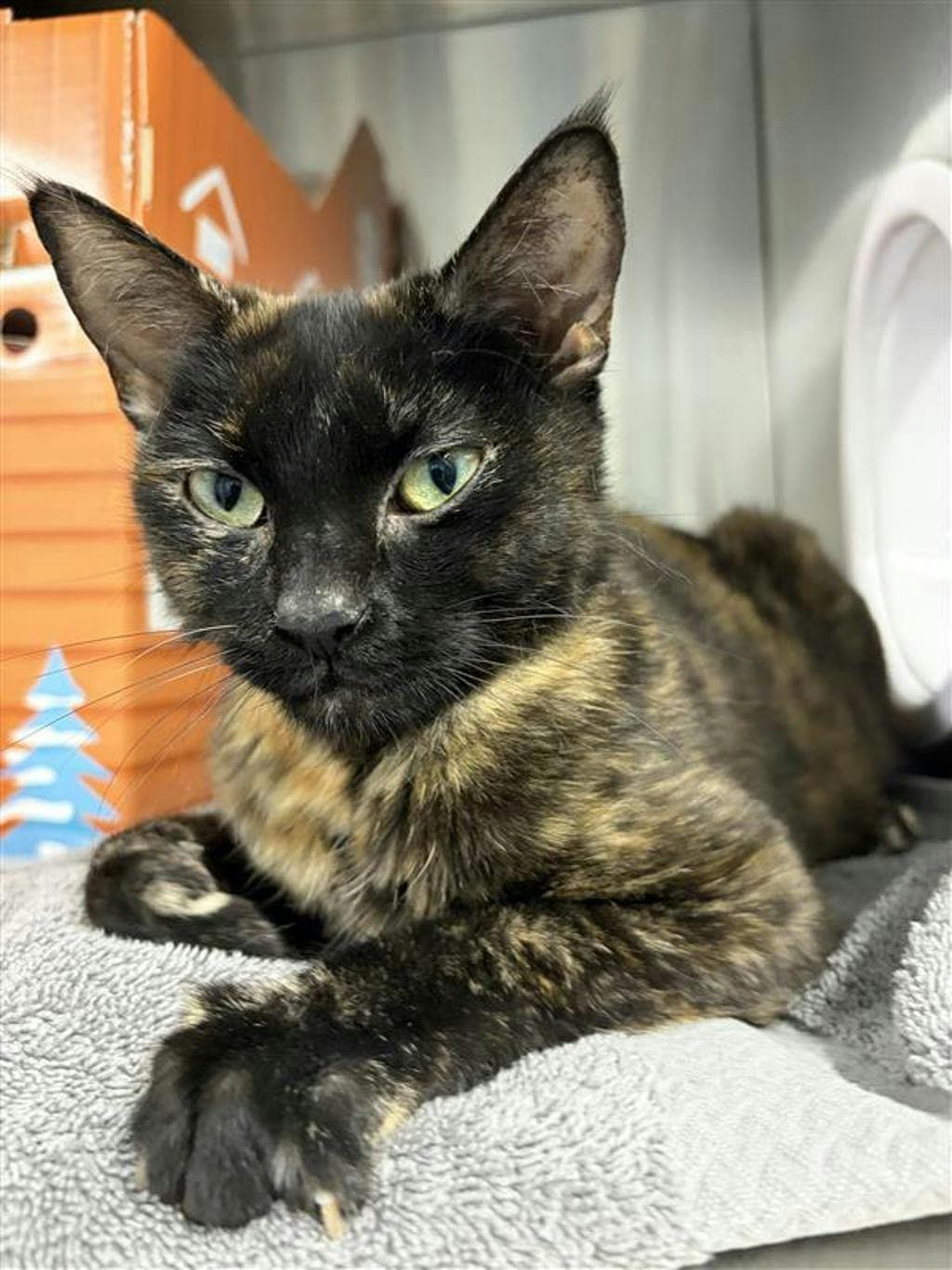 Fifa - Domestic Short Hair cat available for adoption at Ontario SPCA (Central Ontario) in Toronto