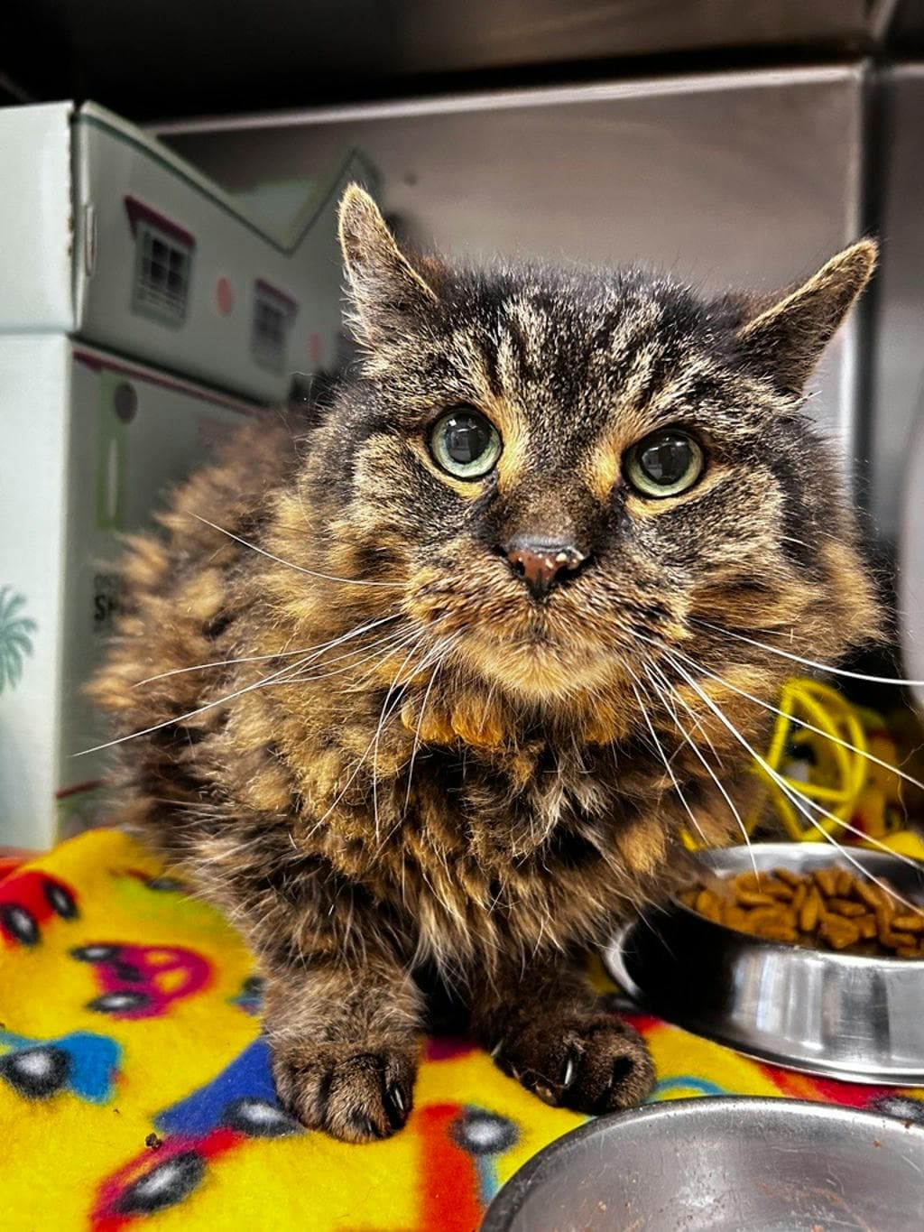 Zak - Domestic Longhair cat available for adoption at Ontario SPCA & Humane Society in Sudbury