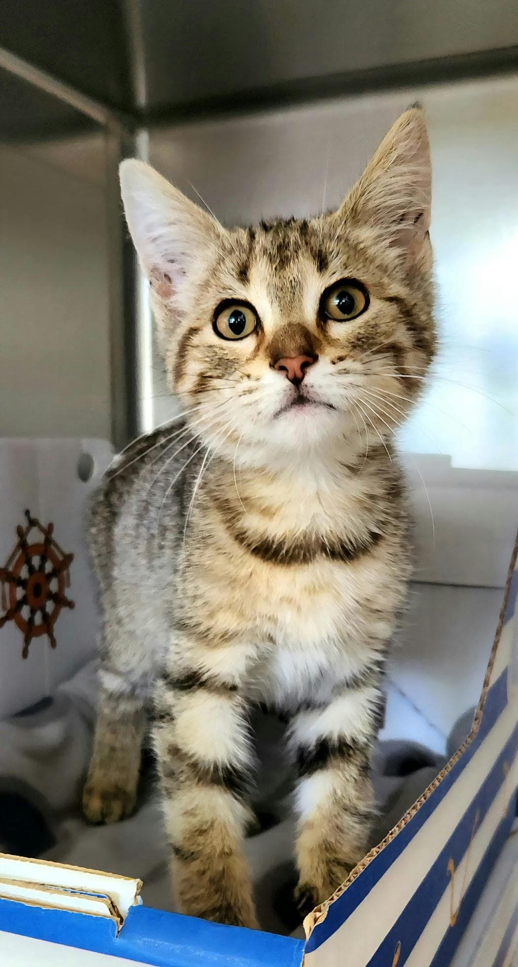 Petrie - Domestic Short Hair cat available for adoption at Ontario SPCA (Ottawa Area) in Ottawa