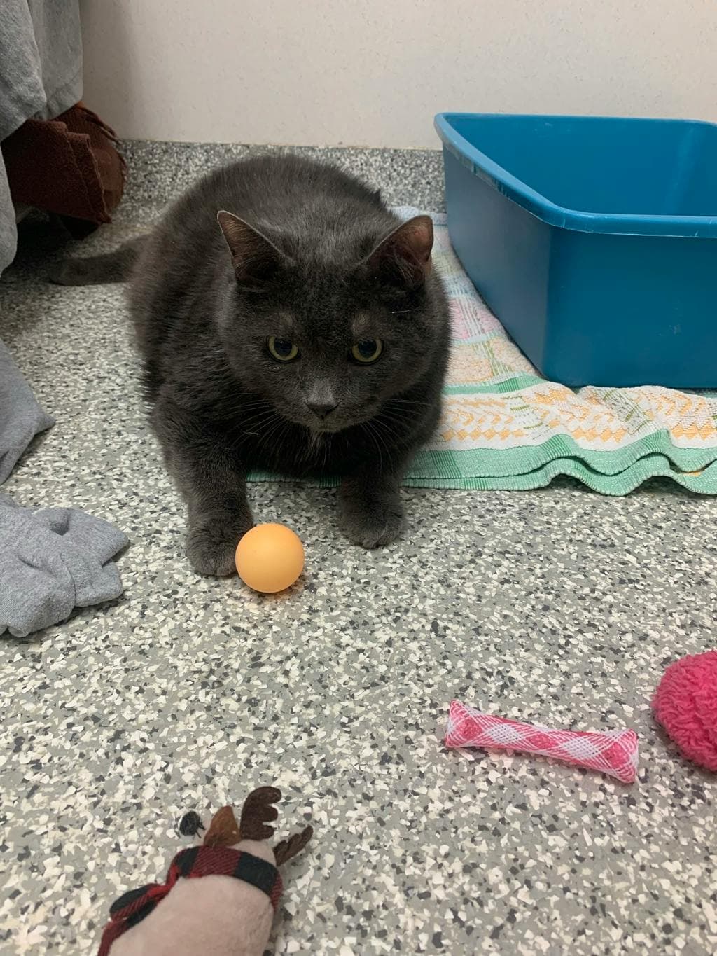 Winston - Domestic Short Hair cat available for adoption at Ontario SPCA (Toronto Area) in Toronto