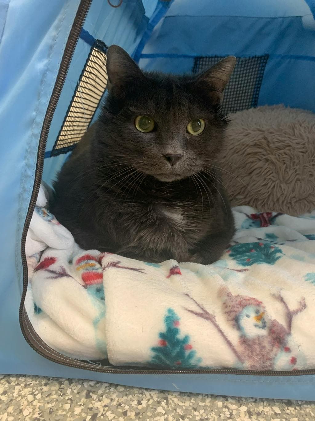Winston - Domestic Short Hair cat available for adoption at Ontario SPCA & Humane Society in Stouffville