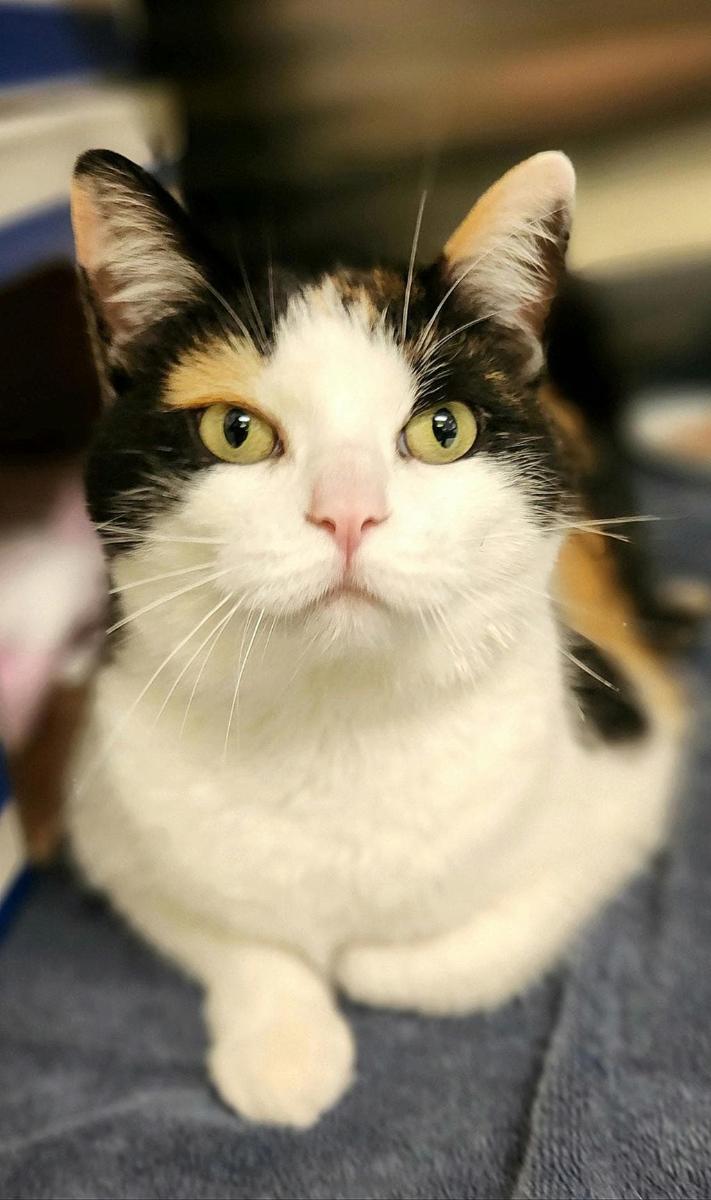 Munch(petsmart) - Domestic Short Hair cat available for adoption at Ontario SPCA (Ottawa Area) in Ottawa