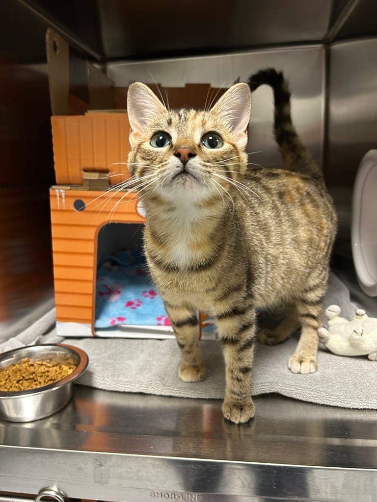 Kiara (kiki) - Domestic Short Hair cat available for adoption at Ontario SPCA (Central Ontario) in Midland