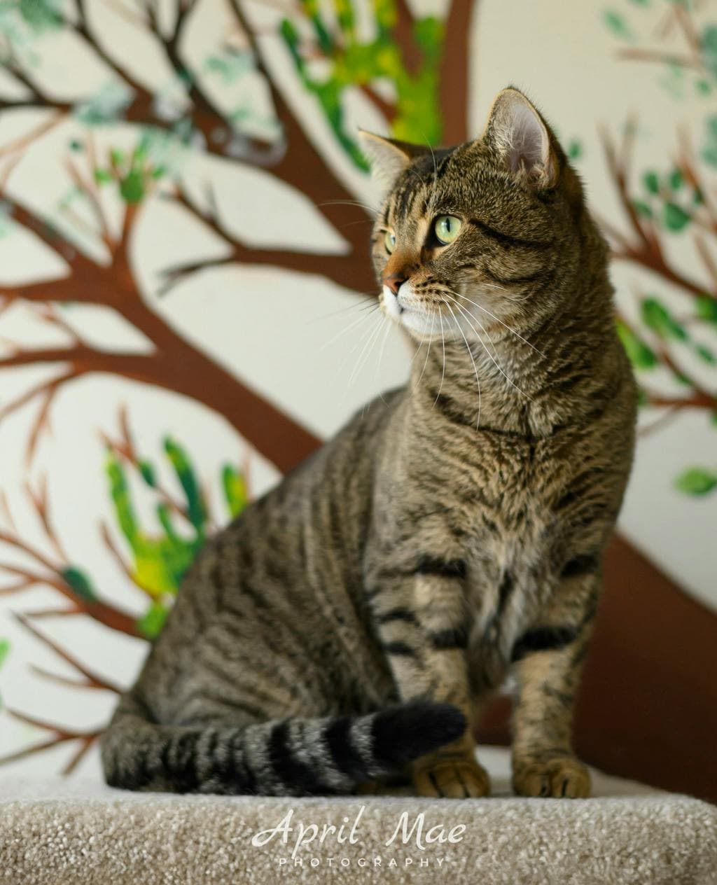 Toast – Petsmart - Domestic Short Hair cat available for adoption at Ontario SPCA (Central Ontario) in Toronto