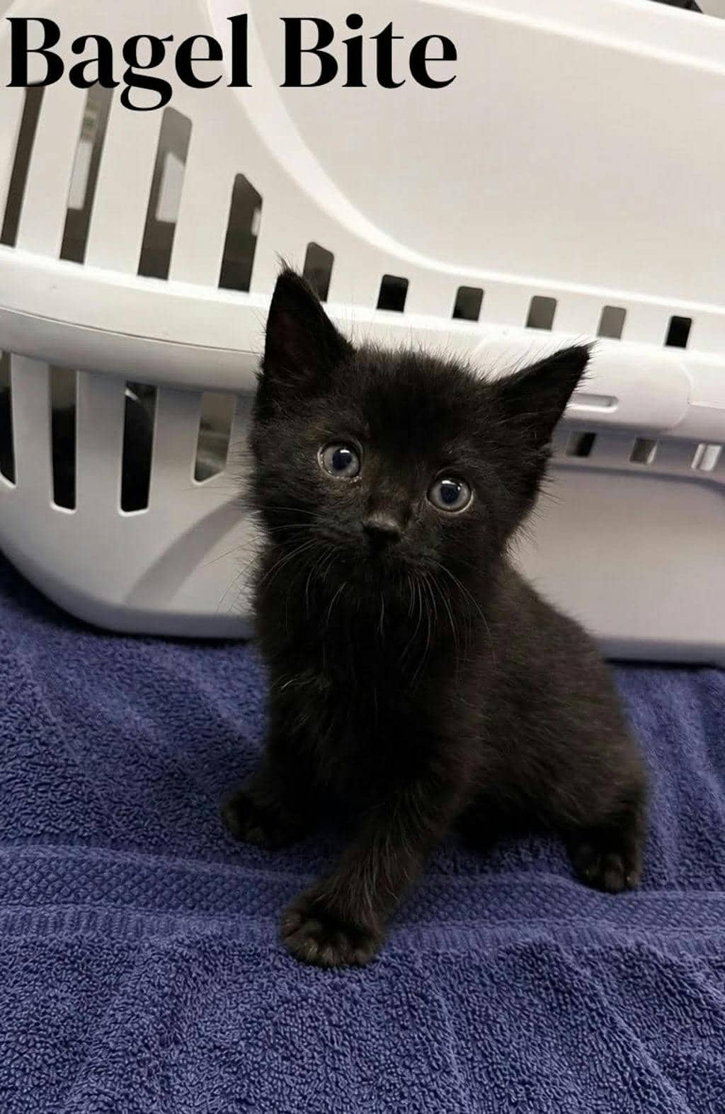 Bagel Bite - Domestic Short Hair available for adoption
