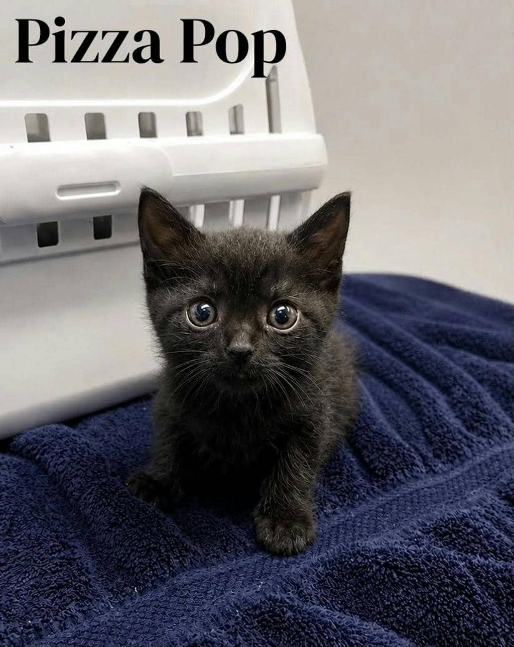 Pizza Pop - Domestic Short Hair available for adoption