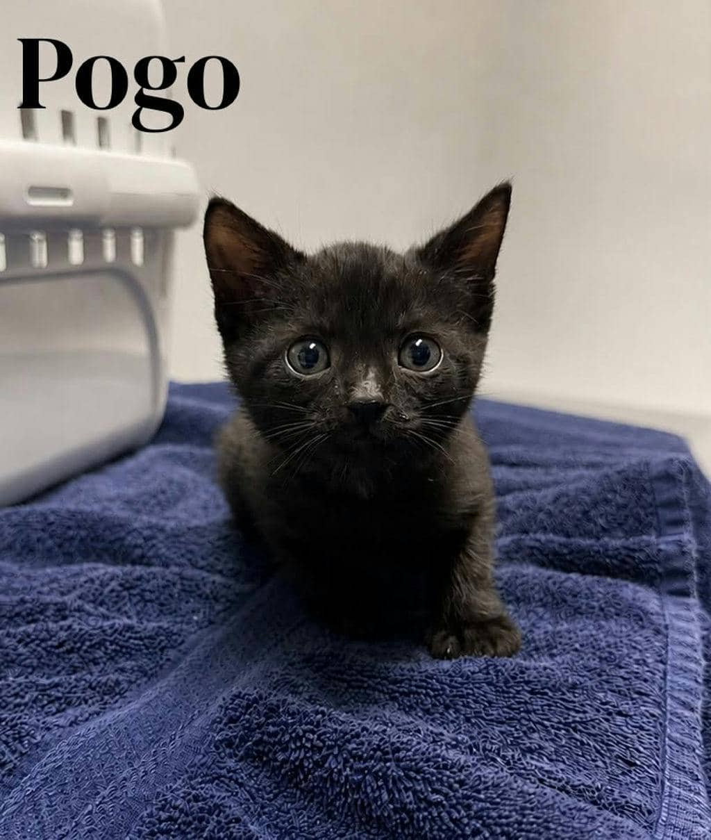Pogo - Domestic Short Hair cat available for adoption at Ontario SPCA (Ottawa Area) in Cornwall