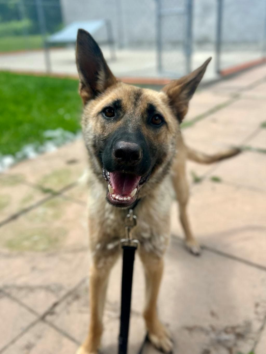 Samosa - Shepherd available for adoption at Ontario SPCA (Toronto Area) in Toronto