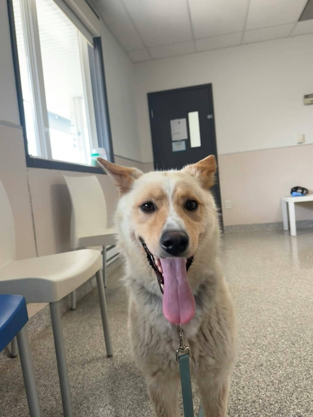 Cheddar - Shepherd available for adoption