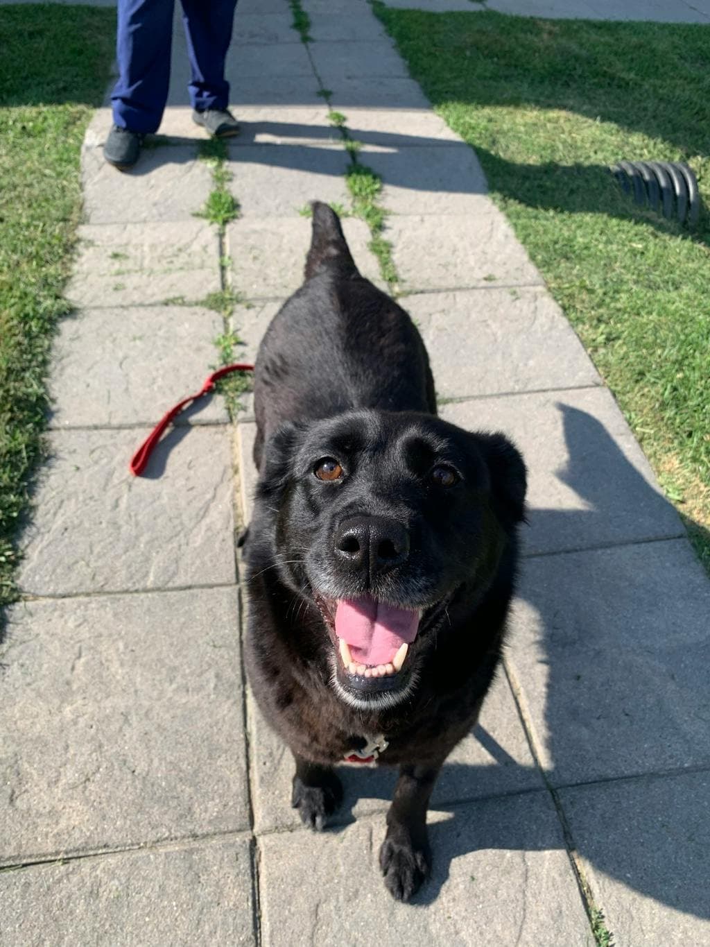 Grandma - Labrador Retriever available for adoption