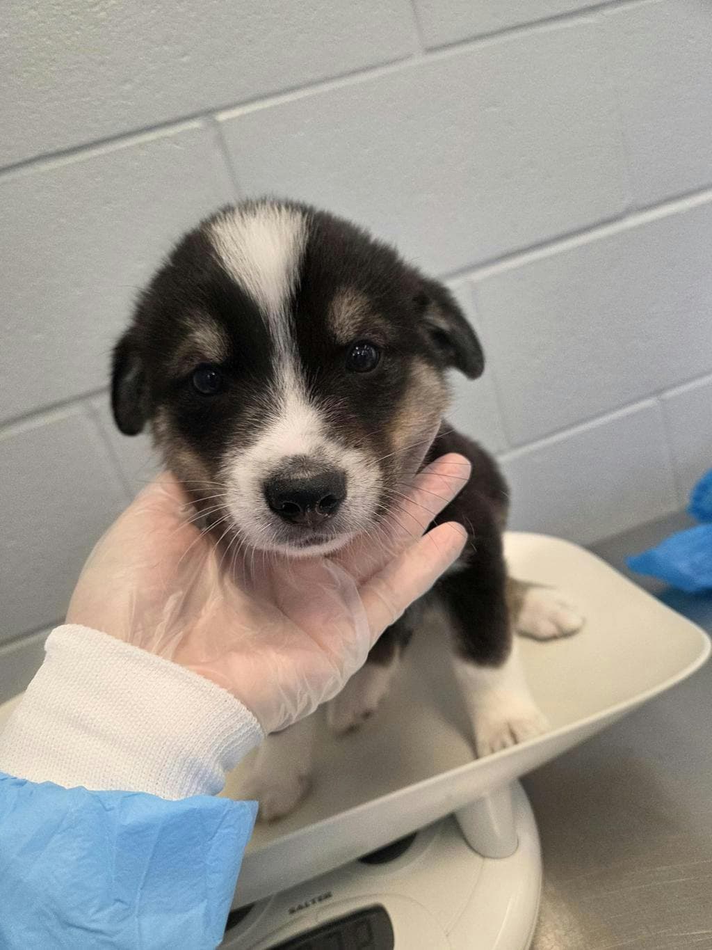 Cinnamon Ginger - Husky Mixed available for adoption at Ontario SPCA (Toronto Area) in Toronto
