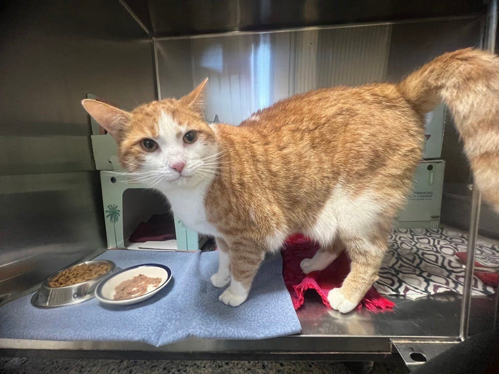 Oliver - Domestic Short Hair cat available for adoption at Ontario SPCA & Humane Society in Sudbury