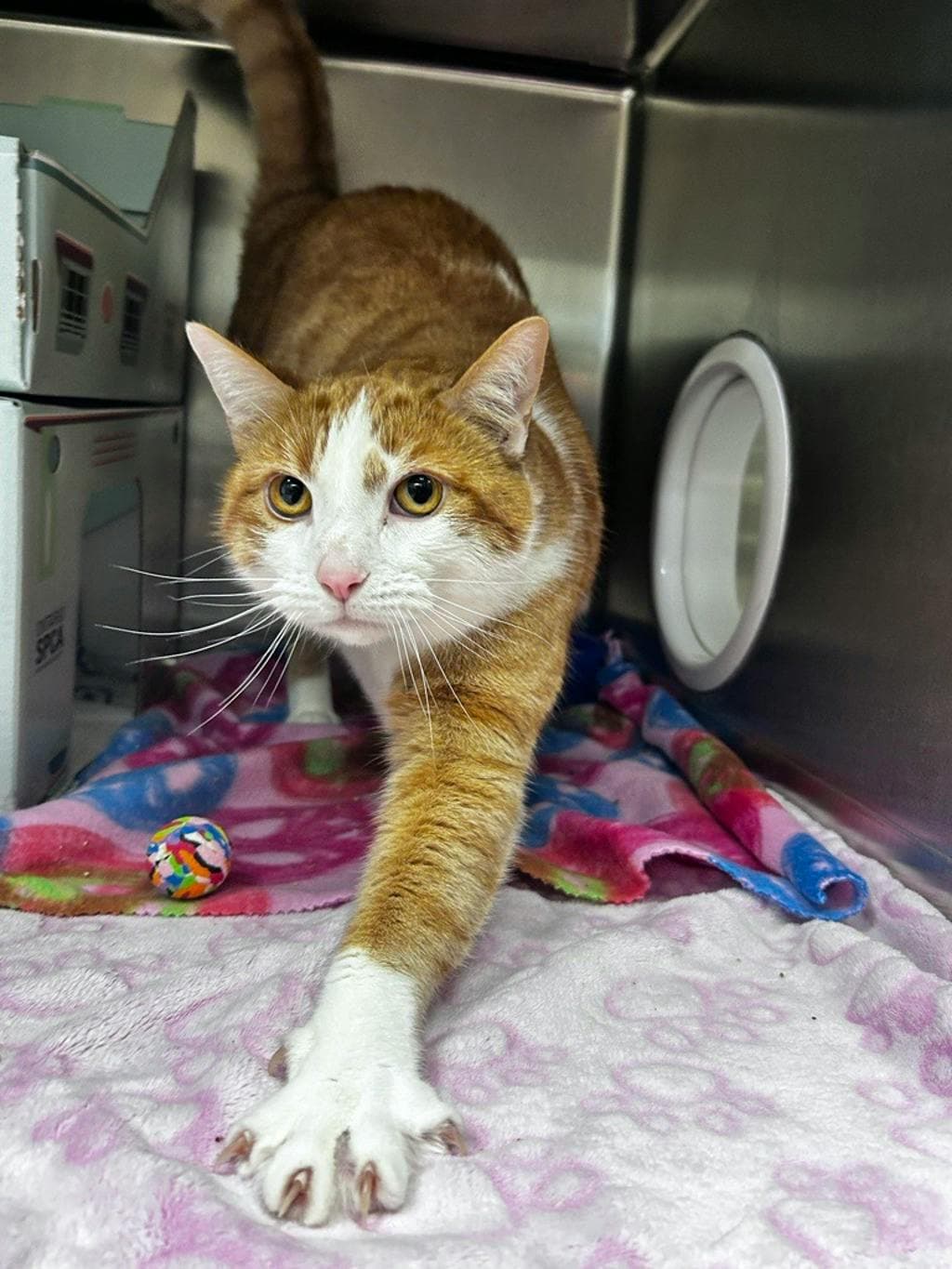 Oliver - Domestic Short Hair available for adoption
