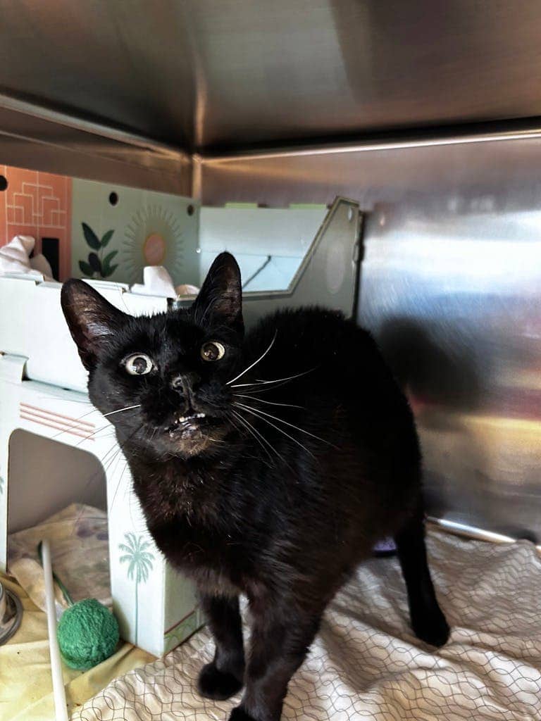 Ethel - Domestic Short Hair available for adoption