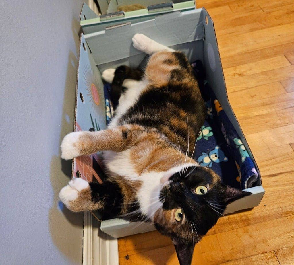 Minnie - Domestic Short Hair available for adoption