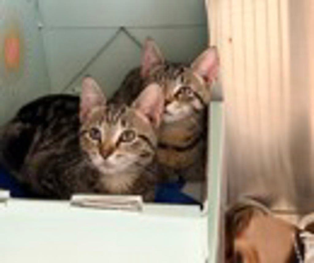 Lila - Domestic Short Hair cat available for adoption at Ontario SPCA (Central Ontario) in Toronto