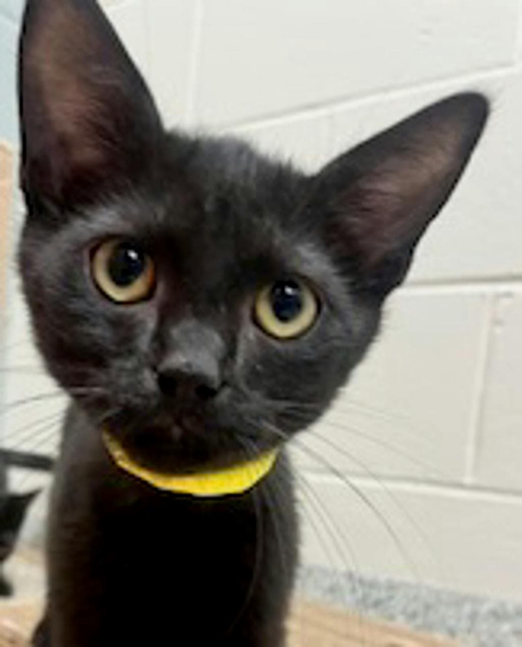 Butter - Domestic Short Hair cat available for adoption at Ontario SPCA (Central Ontario) in Toronto