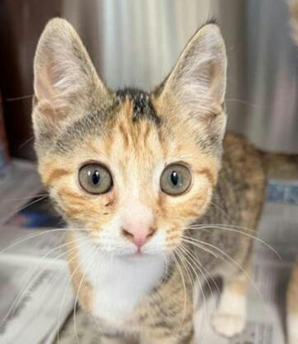 Sushi - Domestic Short Hair cat available for adoption at Ontario SPCA (Central Ontario) in Toronto