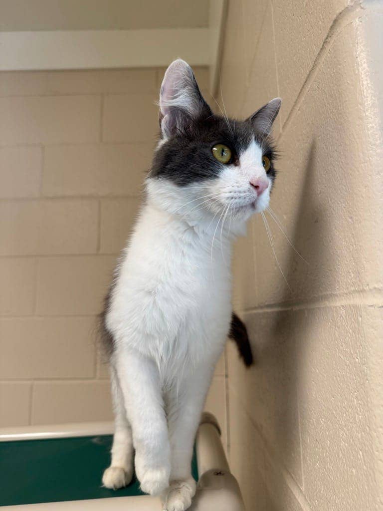 Chrissy - Domestic Longhair available for adoption