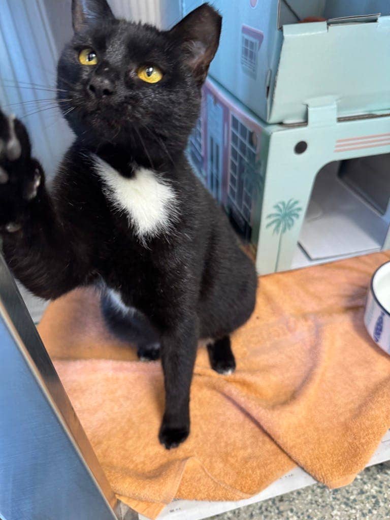 Lilac - Domestic Short Hair available for adoption