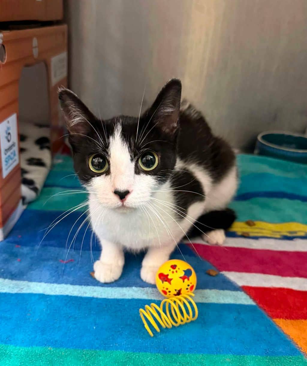 Purrdy (petsmart Innes) - Domestic Short Hair available for adoption
