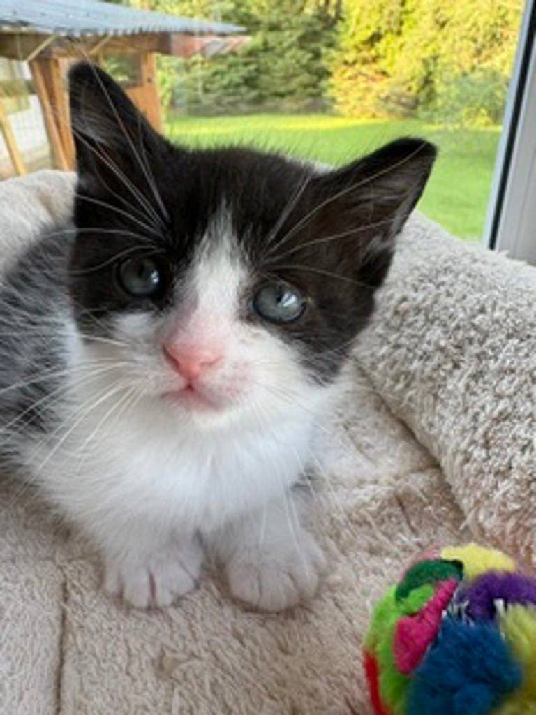 Penny - Domestic Short Hair available for adoption