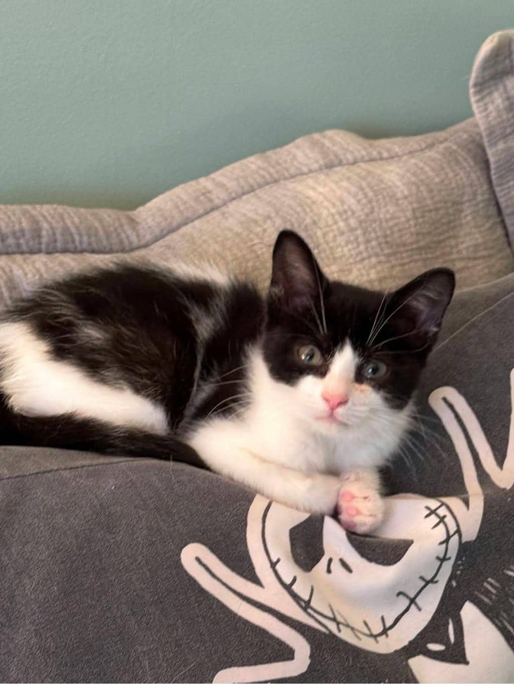 Penny - Domestic Short Hair available for adoption