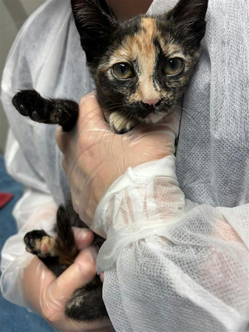 Brookie - Domestic Short Hair cat available for adoption at Ontario SPCA (Central Ontario) in Toronto