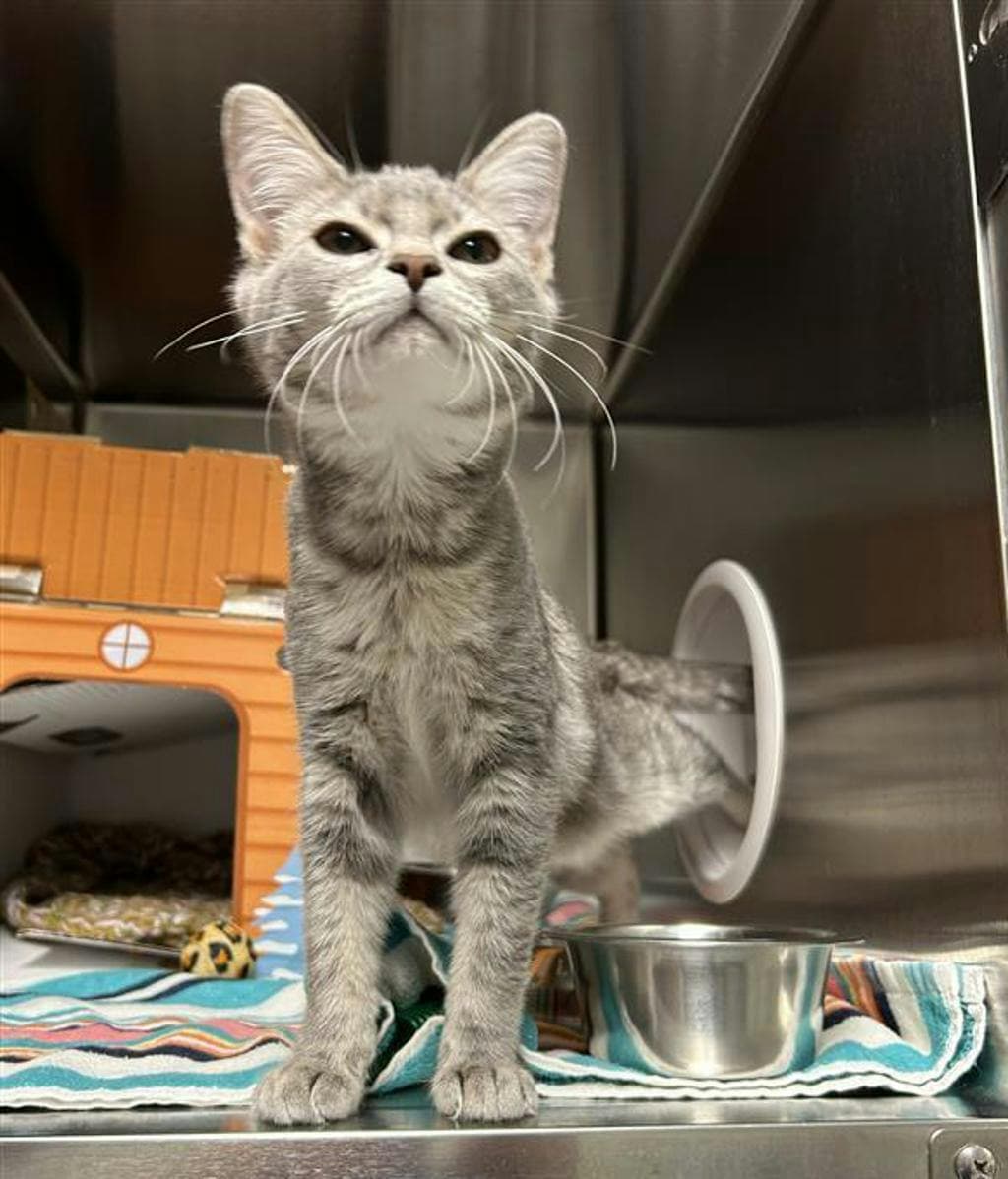Iceman - Domestic Short Hair cat available for adoption at Ontario SPCA (Central Ontario) in Toronto